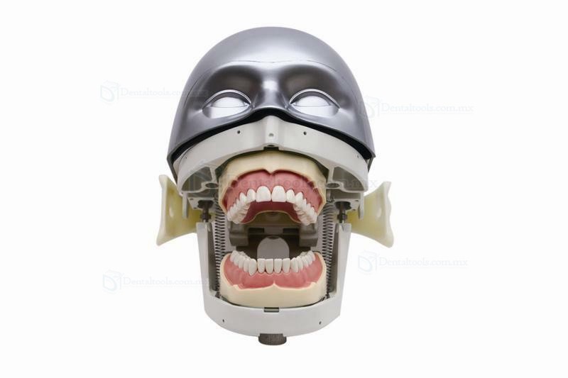 Jingle JG-C4 Fantoma Dental Maniquí Completo Compatible con Nissin Kilgore / Frasaco